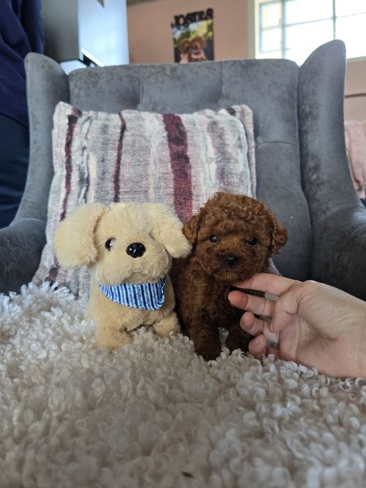 Микро пудел [micro poodle] развъдник Хасково БАБХ