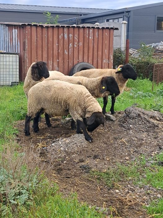 Berbec suffolk  2 ani