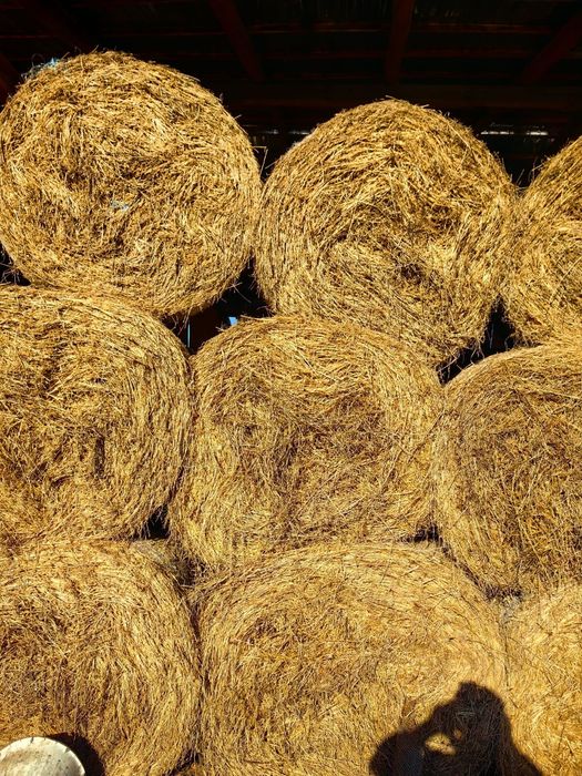 De vânzare baloti  lucerna