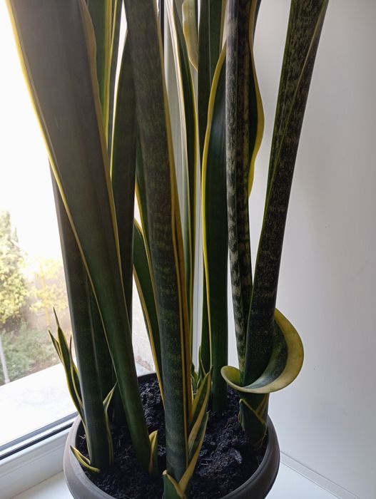 Сансивьера Лаурети