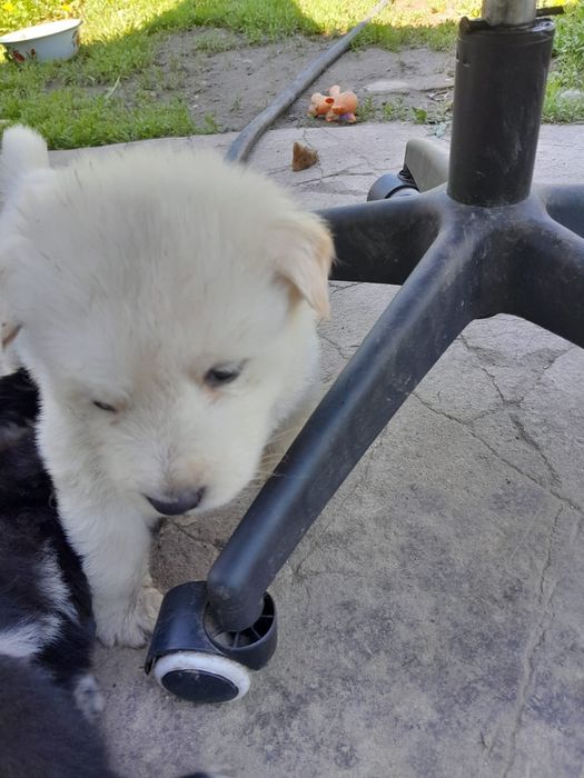 Отдам- щенков ..