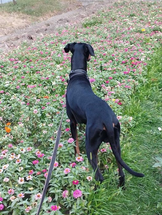 Доберман ищет подружку!