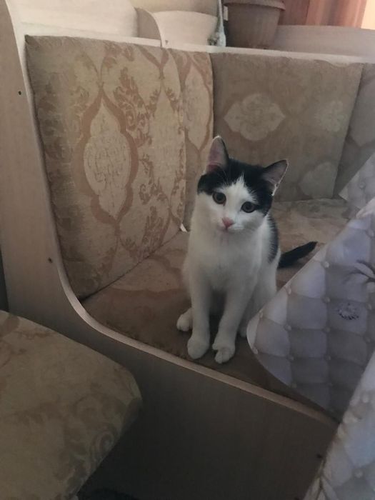 Кошечка,в добрые руки