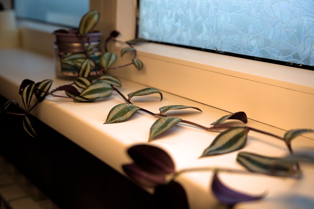 Продаём комнатные растения