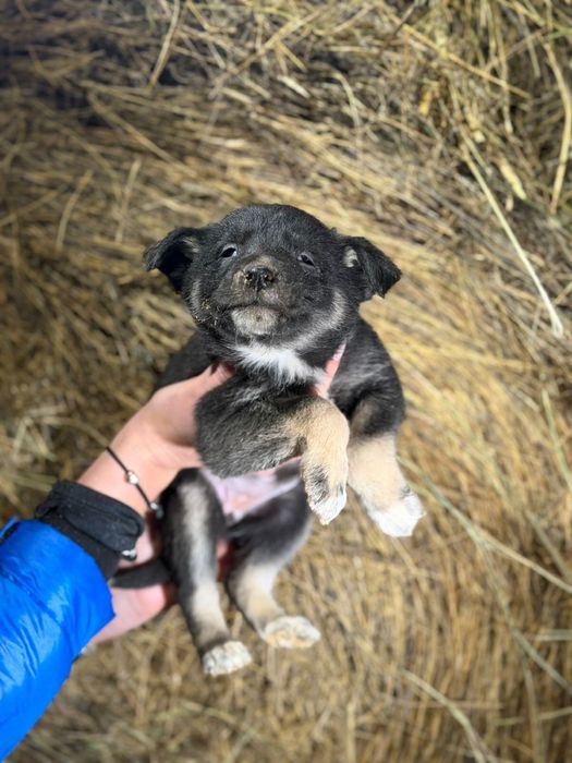Отдам щенков в добрые руки