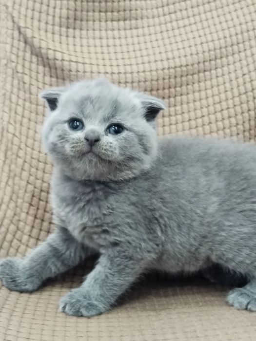 Продам котенка (мальчик)