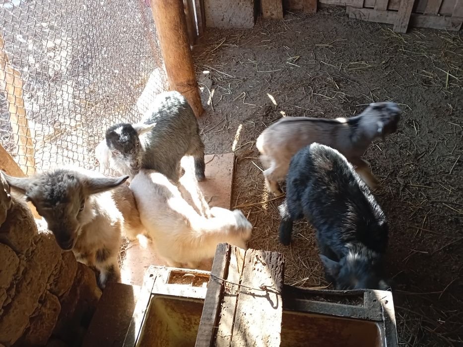 Лақ сатылады 10 000тг