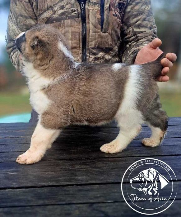 Женско САО , АЛАБАЙ , Туркменски Вълкодав