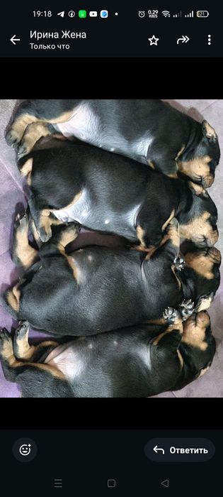 Продам щенков добермана