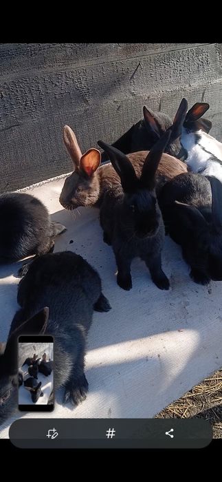 Fluture german janet havana si pestriț