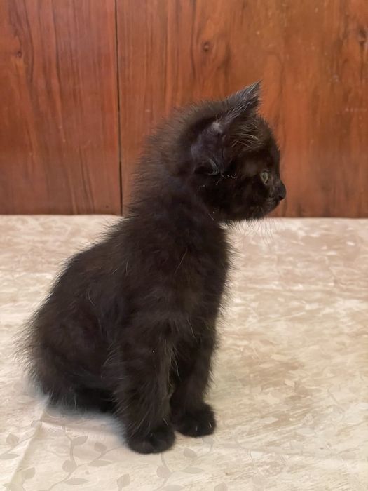 Котенок девочка в добрые руки.