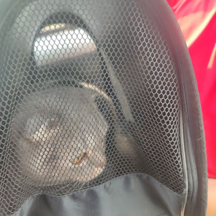 Кот породы скоттиш фолд