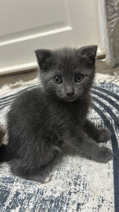 Нигметова Ариана Ринадқызы