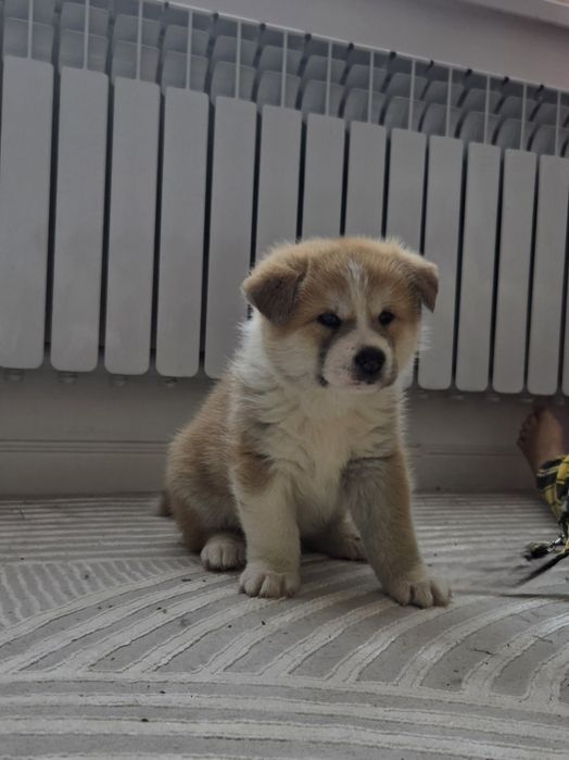 Щенок Акита ину девочка