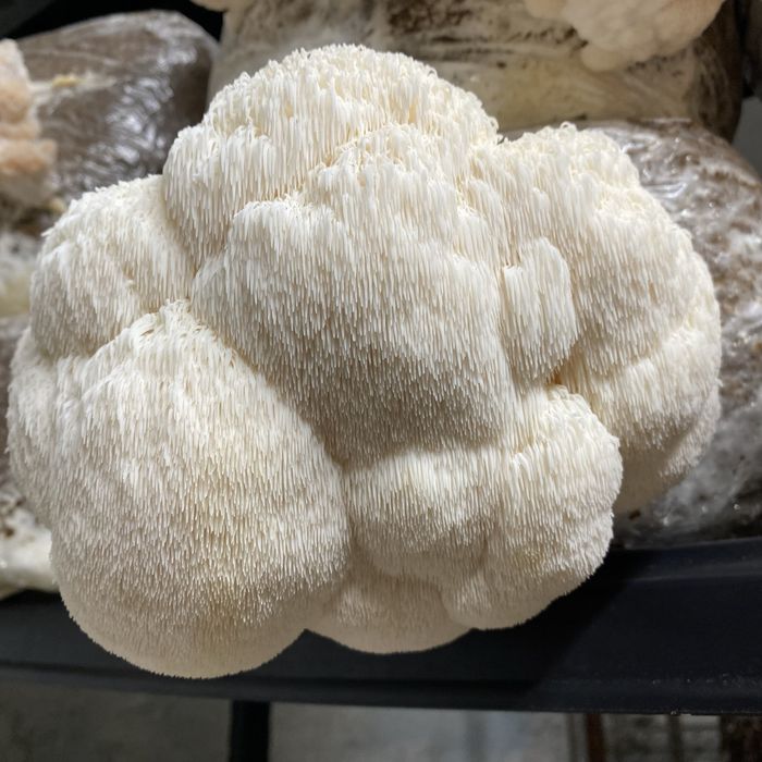 Ciuperca Coama Leului (Hericium erinaceus ) certificat ecologic