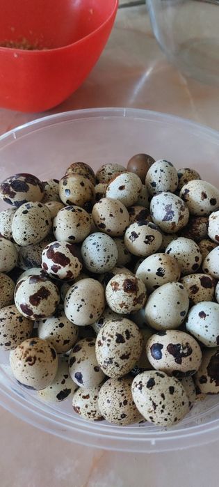 Bedana tuxum domashniy