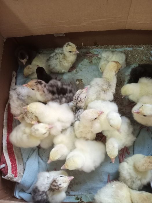 Продам домашних индюшат
