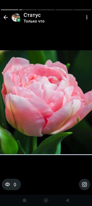 Тюльпаны, свежие с теплицы