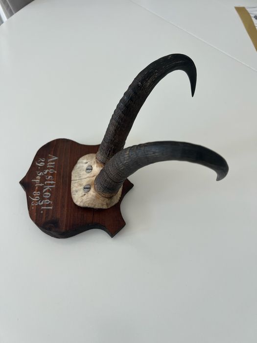 Coarne (craniu) trofeie capra neagra deosebite