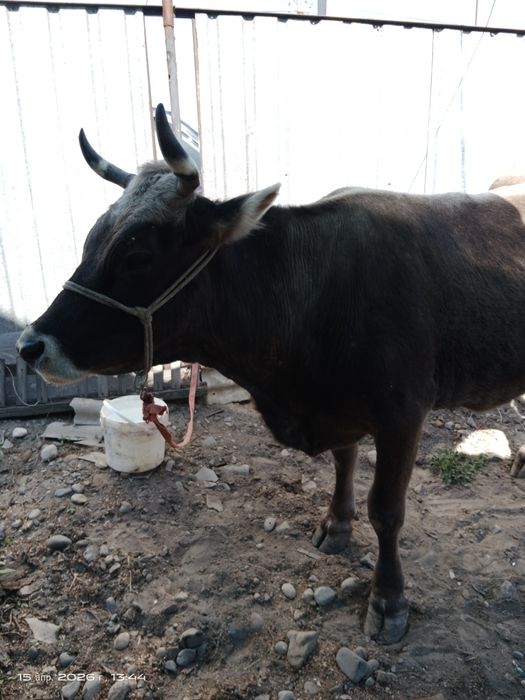 Продам корову большую 6 лет