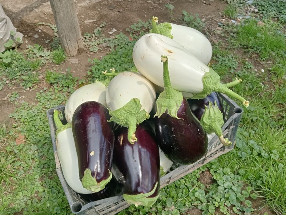 Prestez servicii contra cost
-toaletat pomi
-frezat teren
-produc, vând și plantez răsaduri contra cost
-tau lemne de foc cu