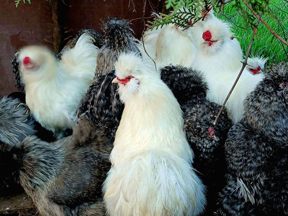 Петли и кокошки копринки-Топ качество