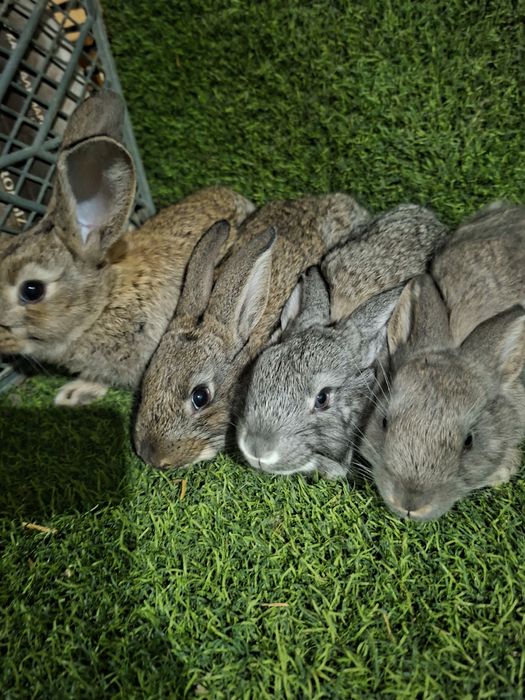 Velikan bolalari 11 bor