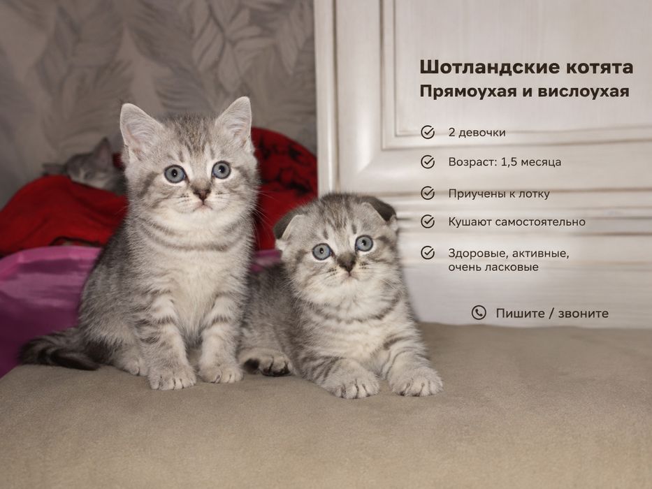 Шотландский кошка котята