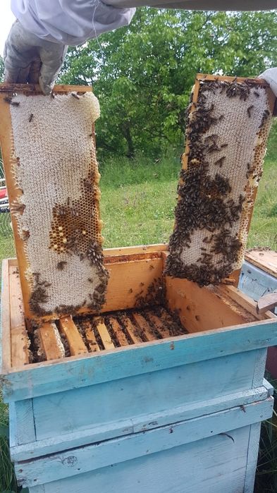 Miere de salcâm naturală