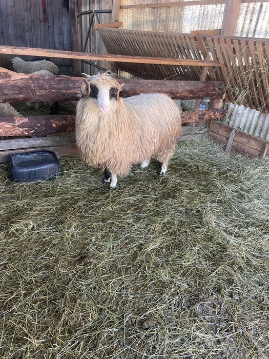 Vând noatin bun pentru ținut