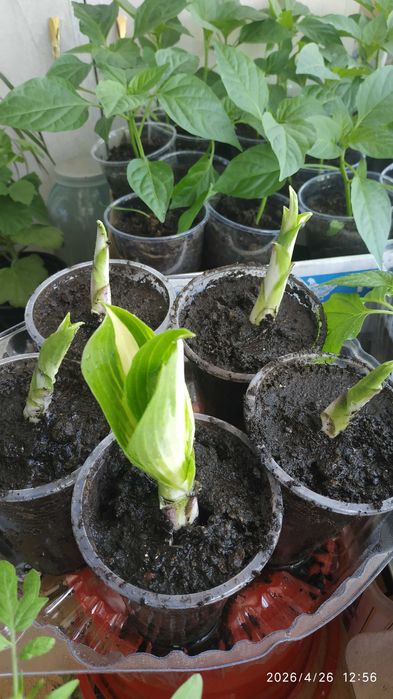 Саженцы цветов Хоста