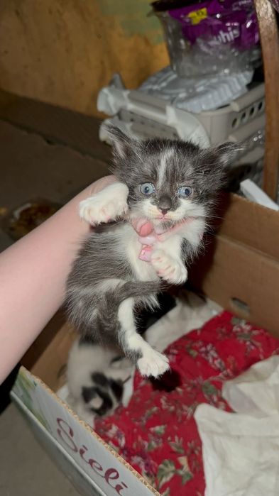 Котята бесплатно