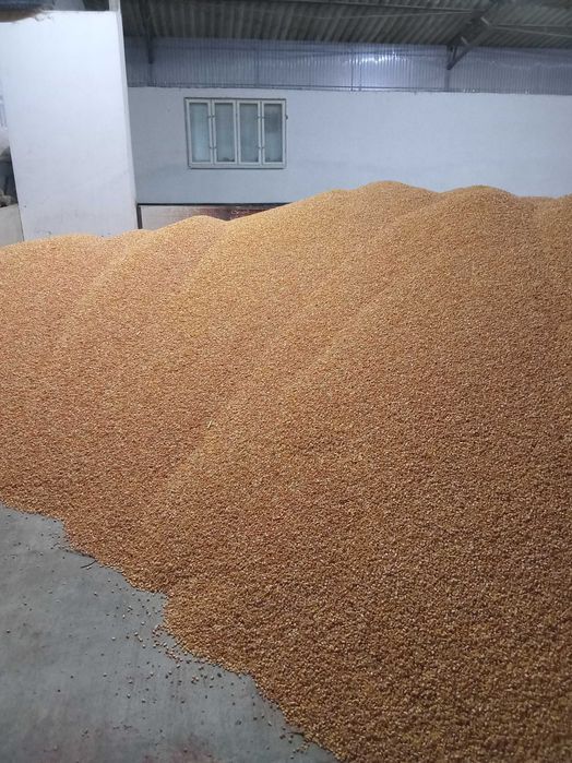 Porumb de vanzare 2025