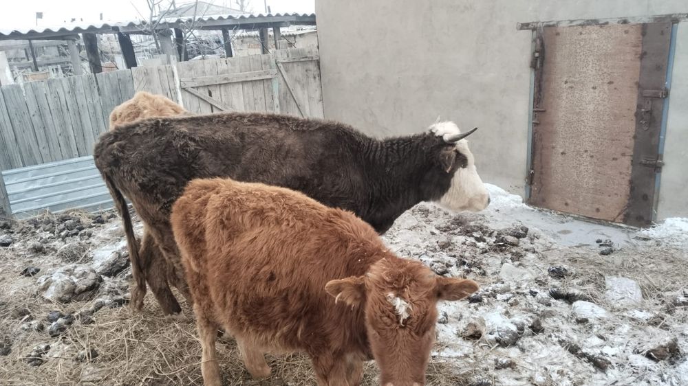 Продам корову с теленком