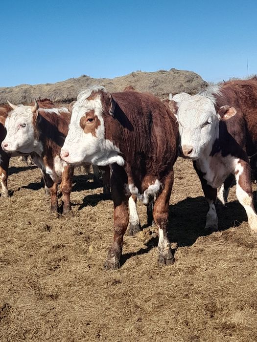 Продам быков с откорма