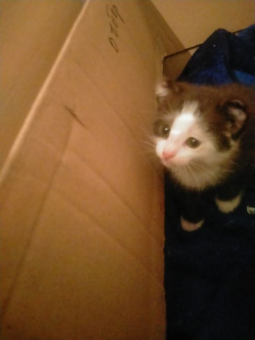 Отдам кошку в хорошие руки