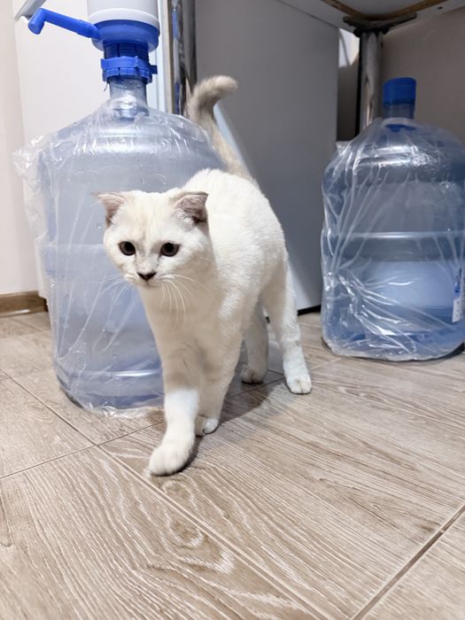 Котенок шотландский