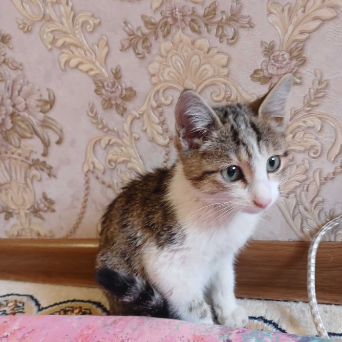 Котята бесплатно