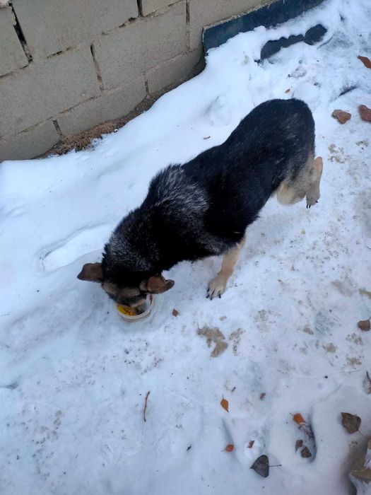 Собачка ищет хозяина