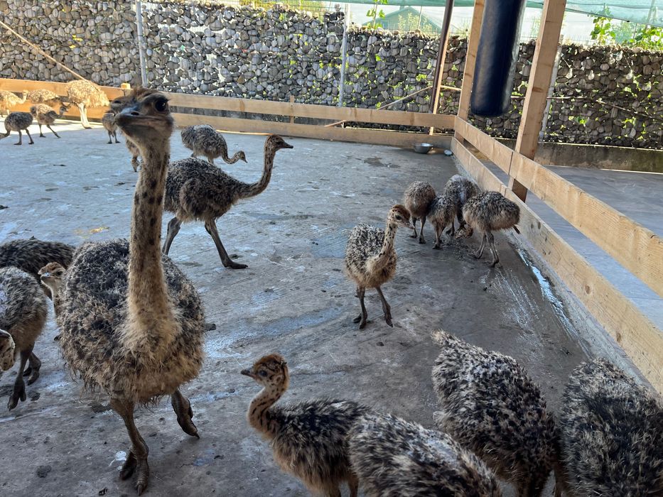 Pui de struț din propia ferma