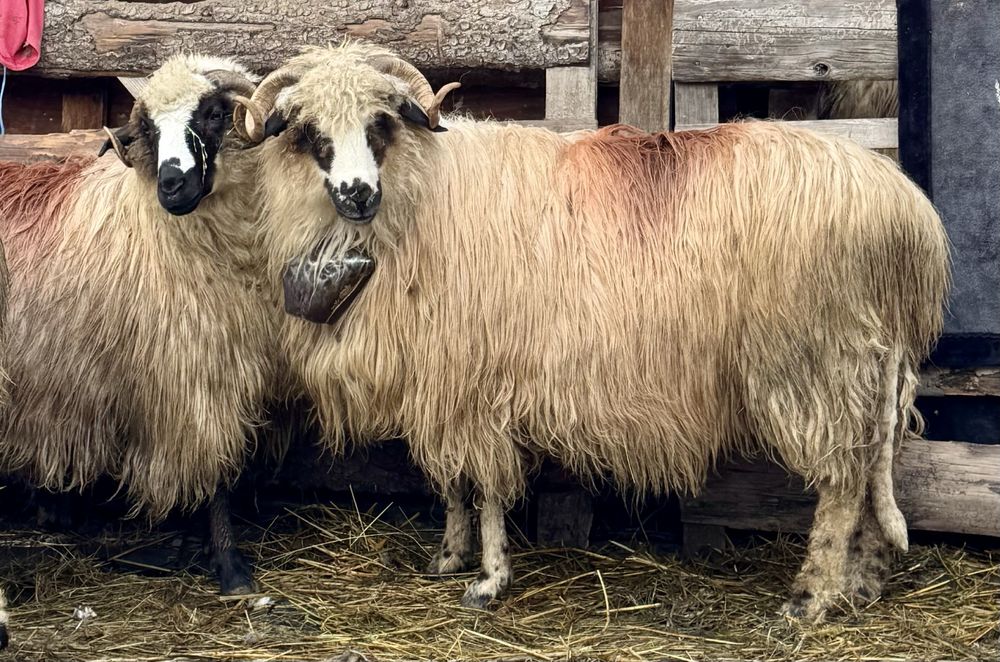 Oi breze de vânzare