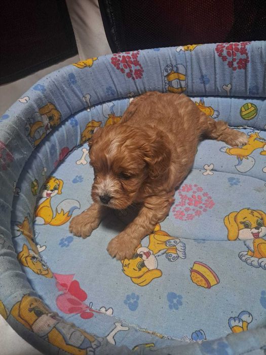 Catel Cavapoo vaccinat si deparazitat
