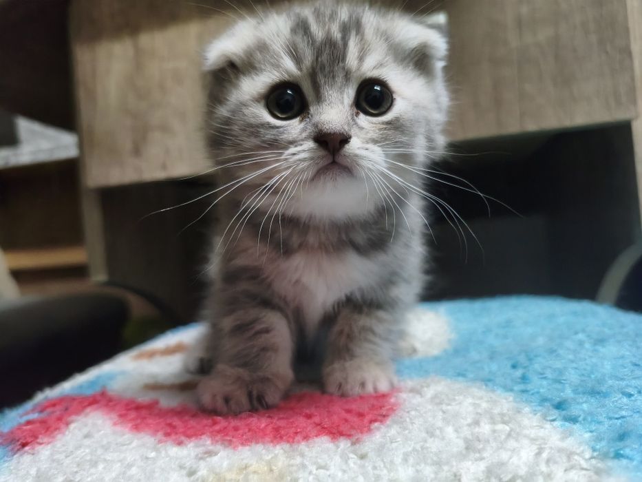 Веслоухий котенок