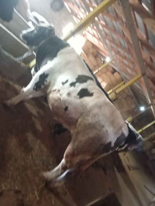 Бычки 2,5 годовалые