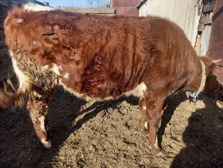 Семіз тайша сатам хабарласыңыз