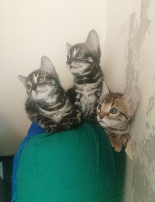 Бенгальские котята