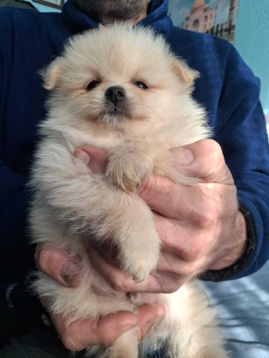 Продавам кученцата   шпиц померан 2 момчета и 1 момиче