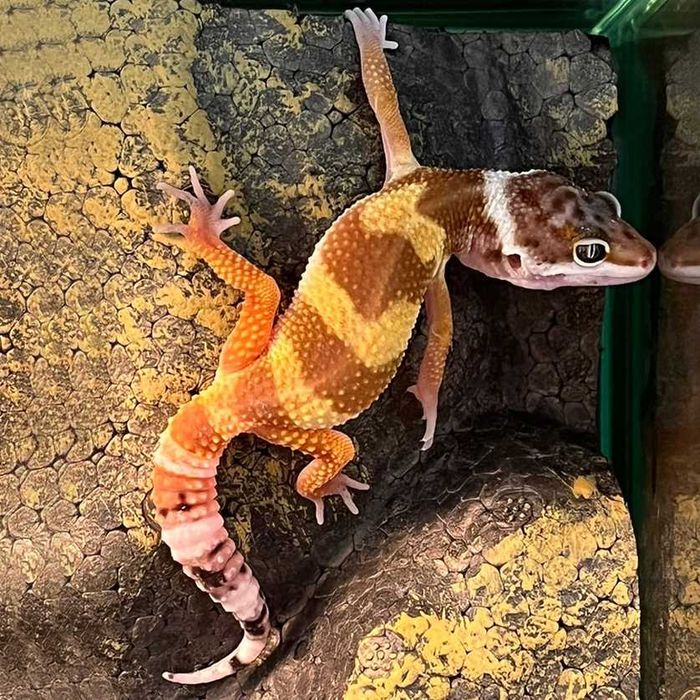 Эублефары молодые