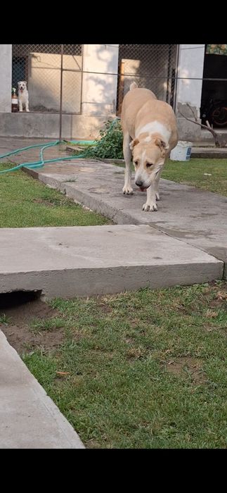 Продаже сука илитных кровей