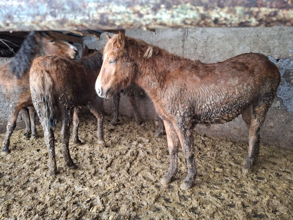 Уш байтал , бир кунан